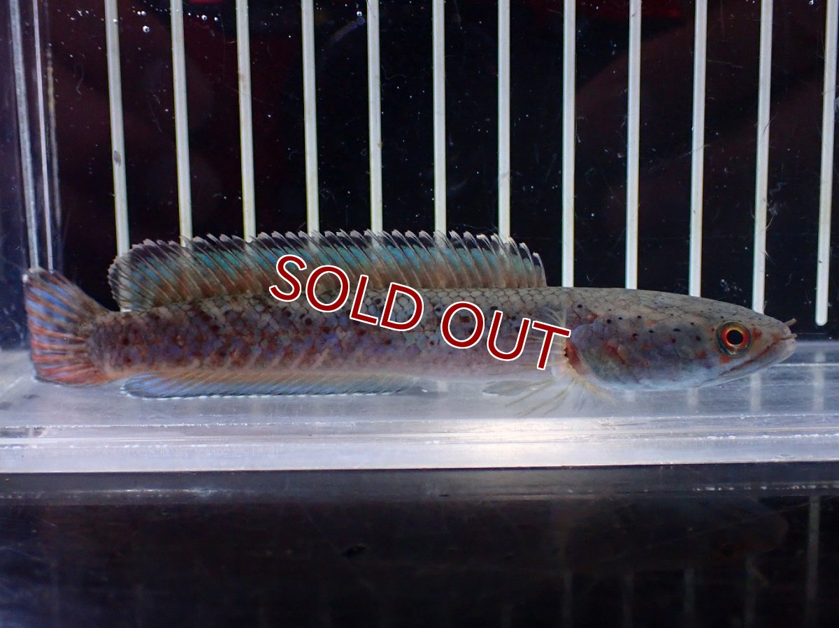 画像5: 【淡水魚】【通販】No1 ブルームーンギャラクシースネークヘッド レッドタイプ ビップリ【個体販売】(±11cm)(生体)(熱帯魚)NKO (5)