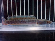 画像5: 【淡水魚】【通販】No1 ブルームーンギャラクシースネークヘッド レッドタイプ ビップリ【個体販売】(±11cm)(生体)(熱帯魚)NKO (5)