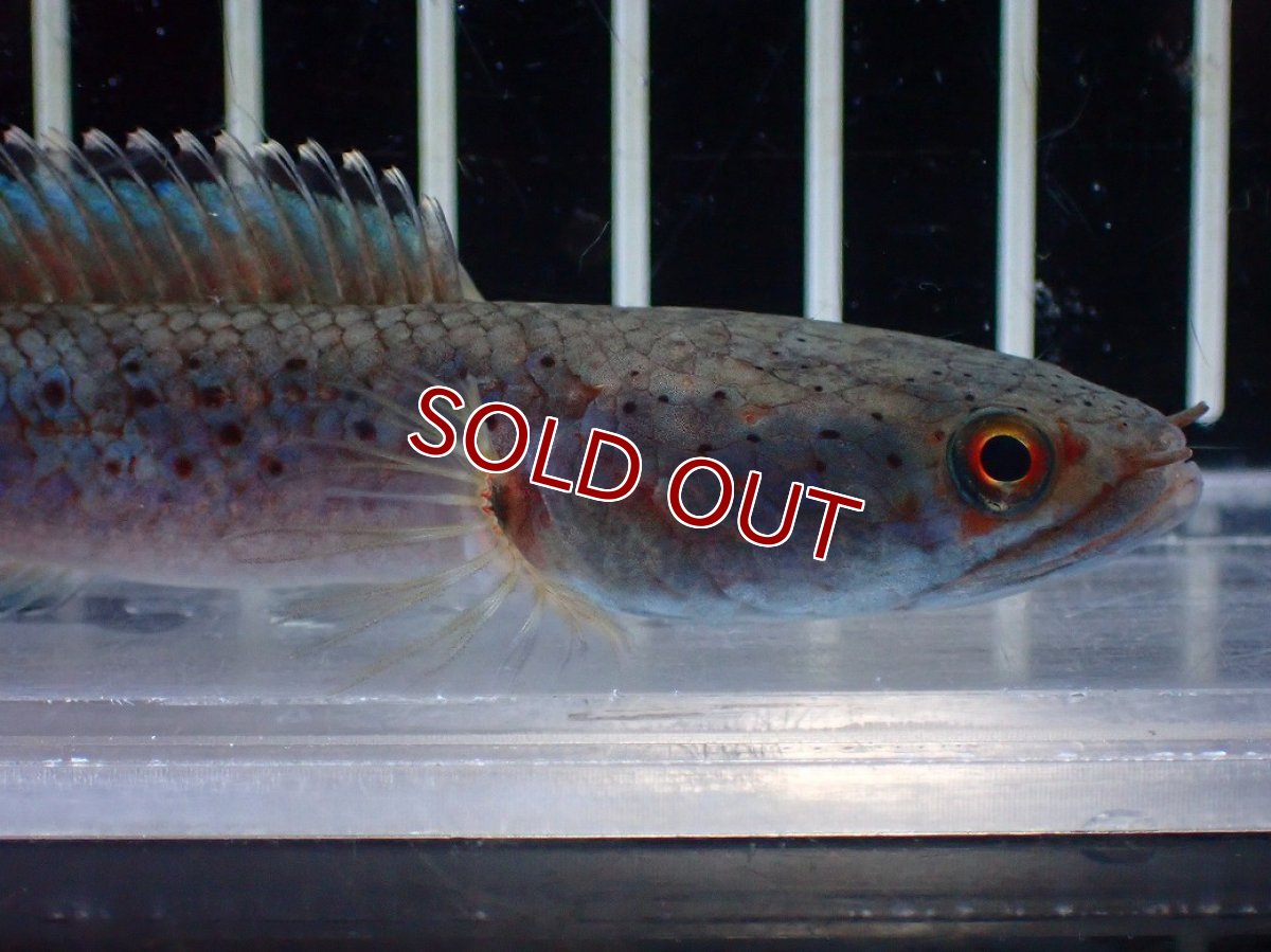 画像6: 【淡水魚】【通販】No1 ブルームーンギャラクシースネークヘッド レッドタイプ ビップリ【個体販売】(±11cm)(生体)(熱帯魚)NKO (6)