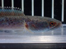 画像6: 【淡水魚】【通販】No1 ブルームーンギャラクシースネークヘッド レッドタイプ ビップリ【個体販売】(±11cm)(生体)(熱帯魚)NKO (6)