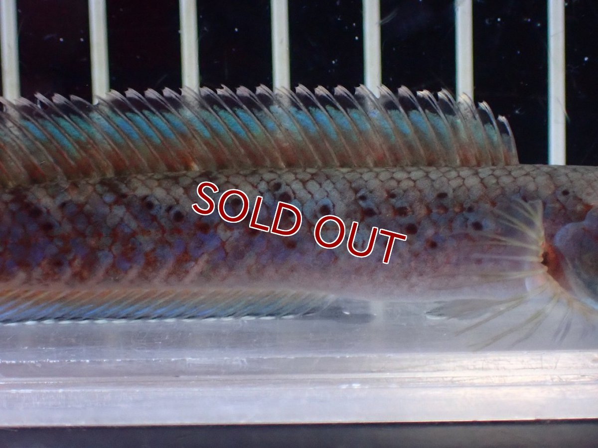 画像7: 【淡水魚】【通販】No1 ブルームーンギャラクシースネークヘッド レッドタイプ ビップリ【個体販売】(±11cm)(生体)(熱帯魚)NKO (7)