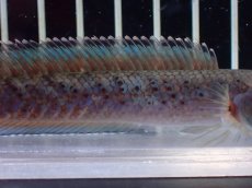 画像7: 【淡水魚】【通販】No1 ブルームーンギャラクシースネークヘッド レッドタイプ ビップリ【個体販売】(±11cm)(生体)(熱帯魚)NKO (7)