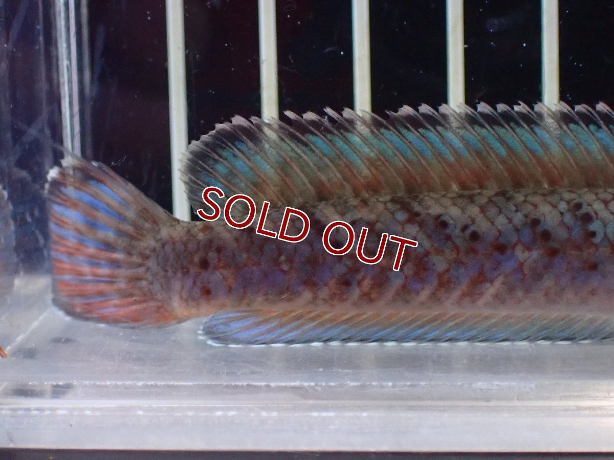 画像8: 【淡水魚】【通販】No1 ブルームーンギャラクシースネークヘッド レッドタイプ ビップリ【個体販売】(±11cm)(生体)(熱帯魚)NKO (8)