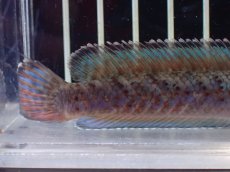 画像8: 【淡水魚】【通販】No1 ブルームーンギャラクシースネークヘッド レッドタイプ ビップリ【個体販売】(±11cm)(生体)(熱帯魚)NKO (8)