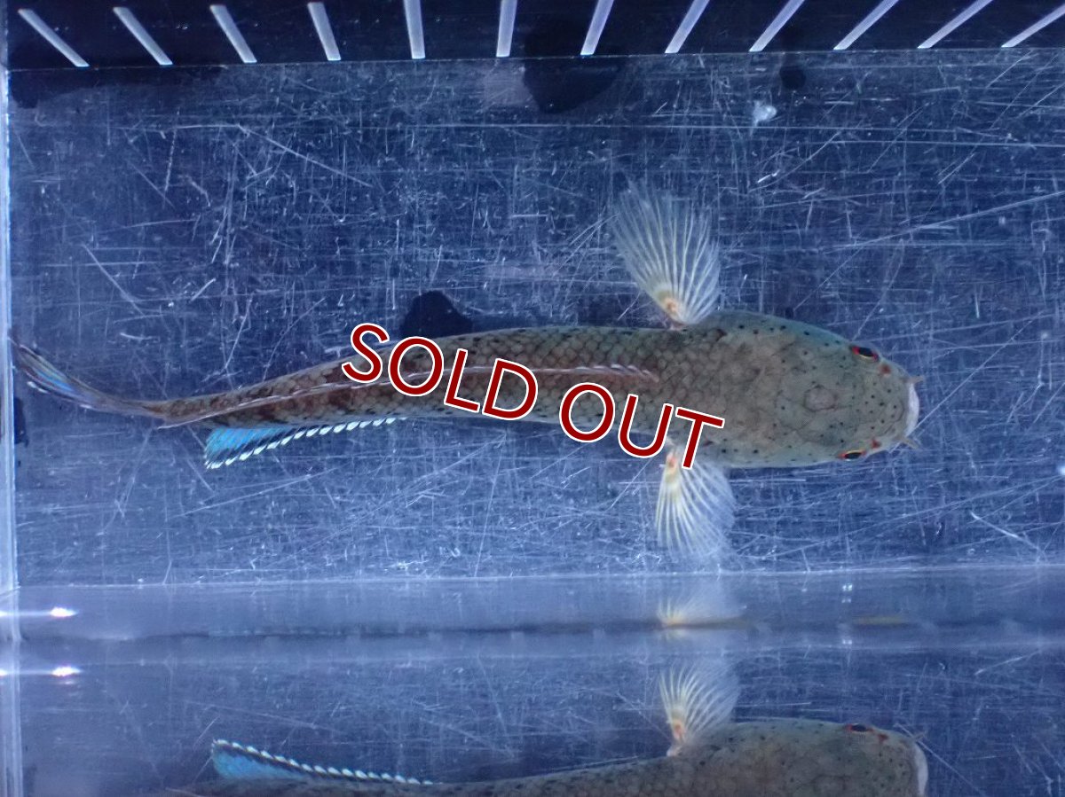 画像9: 【淡水魚】【通販】No1 ブルームーンギャラクシースネークヘッド レッドタイプ ビップリ【個体販売】(±11cm)(生体)(熱帯魚)NKO (9)