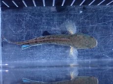 画像9: 【淡水魚】【通販】No1 ブルームーンギャラクシースネークヘッド レッドタイプ ビップリ【個体販売】(±11cm)(生体)(熱帯魚)NKO (9)