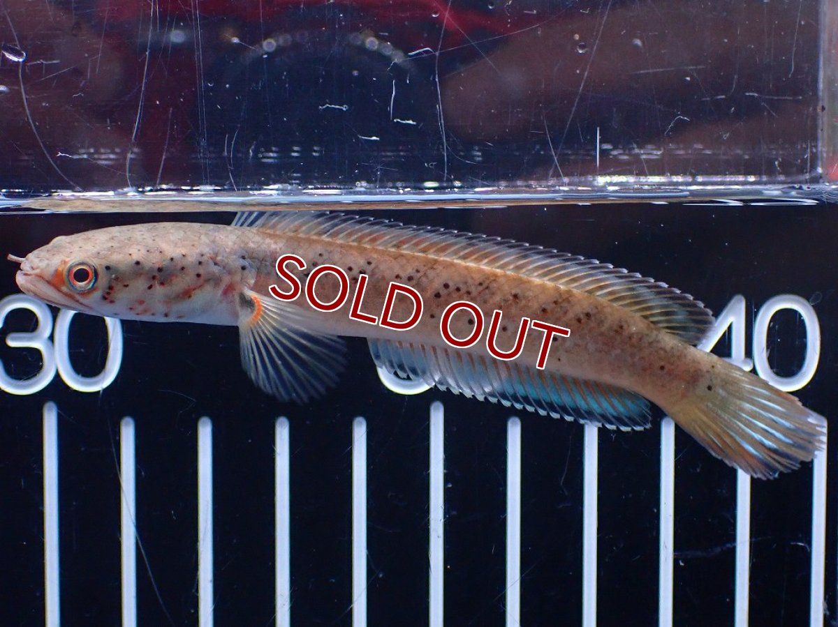 画像1: 【淡水魚】【通販】爆安 ブルームーンギャラクシースネークヘッド レッドタイプ ビップリ【個体販売】(±9cm)(生体)(熱帯魚)NKO (1)