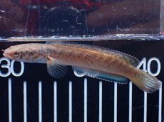 画像1: 【淡水魚】【通販】No2 ブルームーンギャラクシースネークヘッド レッドタイプ ビップリ【個体販売】(±9cm)(生体)(熱帯魚)NKO (1)