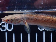 画像2: 【淡水魚】【通販】No2 ブルームーンギャラクシースネークヘッド レッドタイプ ビップリ【個体販売】(±9cm)(生体)(熱帯魚)NKO (2)