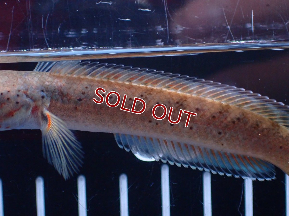 画像3: 【淡水魚】【通販】爆安 ブルームーンギャラクシースネークヘッド レッドタイプ ビップリ【個体販売】(±9cm)(生体)(熱帯魚)NKO (3)