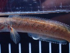 画像3: 【淡水魚】【通販】No2 ブルームーンギャラクシースネークヘッド レッドタイプ ビップリ【個体販売】(±9cm)(生体)(熱帯魚)NKO (3)