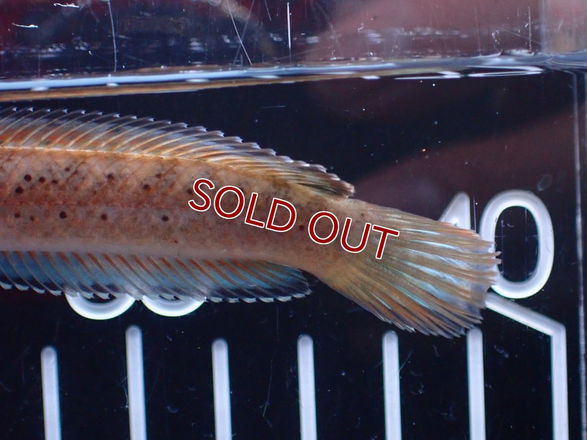 画像4: 【淡水魚】【通販】爆安 ブルームーンギャラクシースネークヘッド レッドタイプ ビップリ【個体販売】(±9cm)(生体)(熱帯魚)NKO (4)