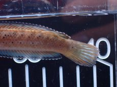 画像4: 【淡水魚】【通販】No2 ブルームーンギャラクシースネークヘッド レッドタイプ ビップリ【個体販売】(±9cm)(生体)(熱帯魚)NKO (4)