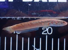 画像5: 【淡水魚】【通販】No2 ブルームーンギャラクシースネークヘッド レッドタイプ ビップリ【個体販売】(±9cm)(生体)(熱帯魚)NKO (5)