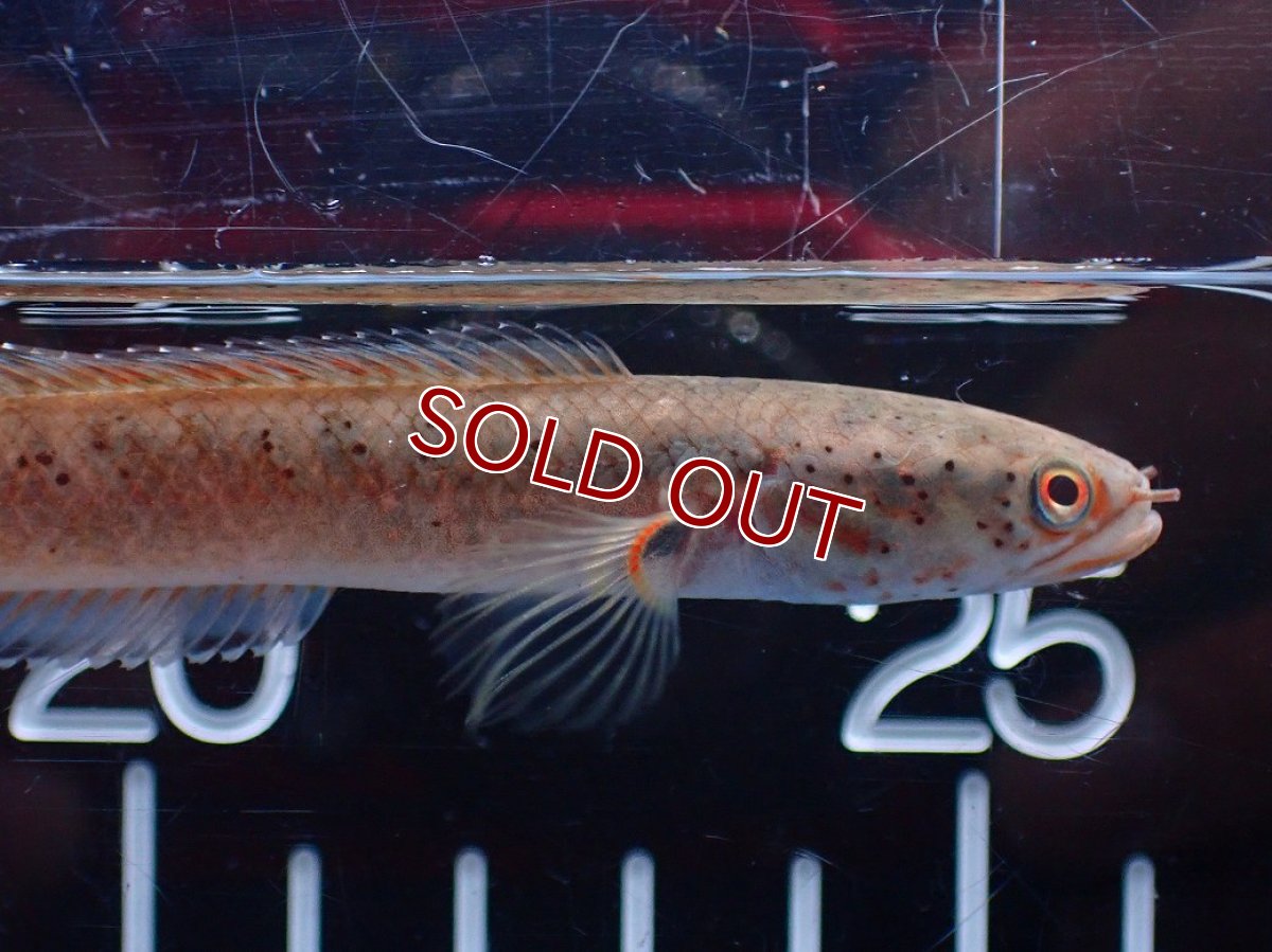 画像6: 【淡水魚】【通販】爆安 ブルームーンギャラクシースネークヘッド レッドタイプ ビップリ【個体販売】(±9cm)(生体)(熱帯魚)NKO (6)