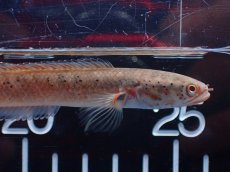 画像6: 【淡水魚】【通販】No2 ブルームーンギャラクシースネークヘッド レッドタイプ ビップリ【個体販売】(±9cm)(生体)(熱帯魚)NKO (6)