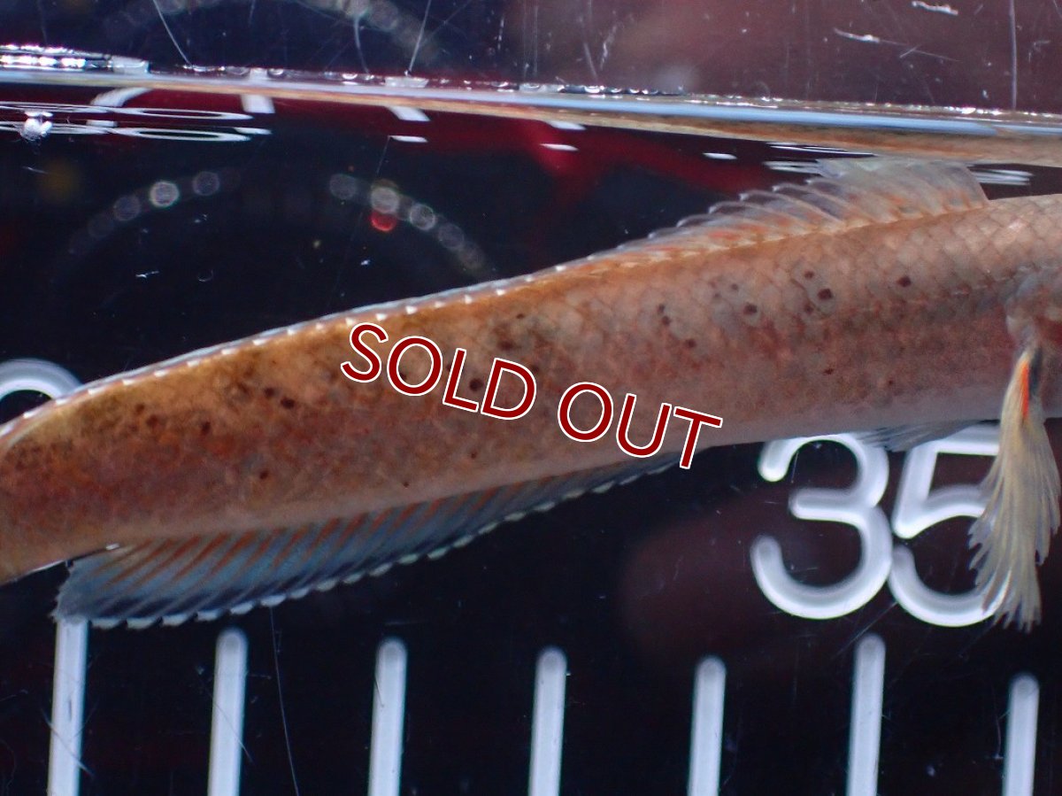 画像7: 【淡水魚】【通販】爆安 ブルームーンギャラクシースネークヘッド レッドタイプ ビップリ【個体販売】(±9cm)(生体)(熱帯魚)NKO (7)