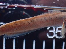 画像7: 【淡水魚】【通販】No2 ブルームーンギャラクシースネークヘッド レッドタイプ ビップリ【個体販売】(±9cm)(生体)(熱帯魚)NKO (7)