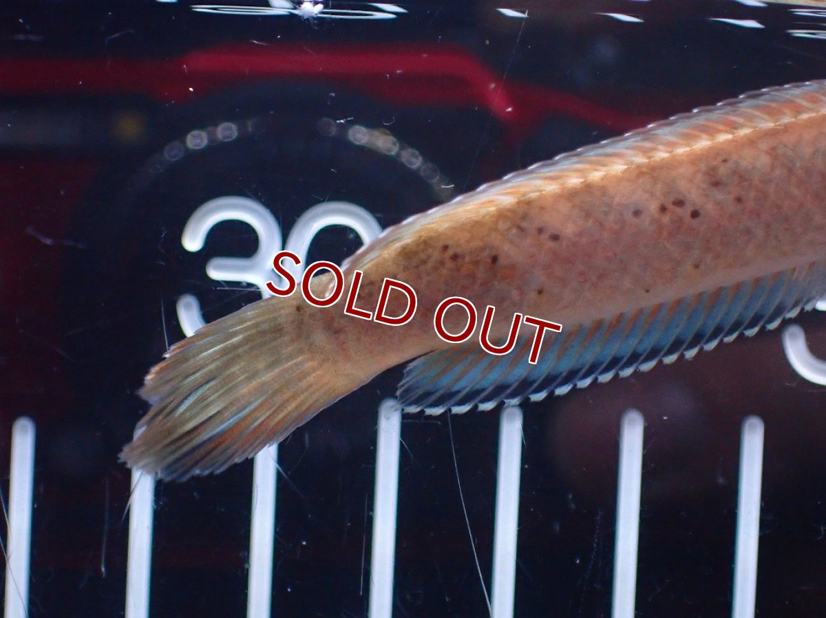 画像8: 【淡水魚】【通販】爆安 ブルームーンギャラクシースネークヘッド レッドタイプ ビップリ【個体販売】(±9cm)(生体)(熱帯魚)NKO (8)