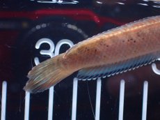 画像8: 【淡水魚】【通販】No2 ブルームーンギャラクシースネークヘッド レッドタイプ ビップリ【個体販売】(±9cm)(生体)(熱帯魚)NKO (8)