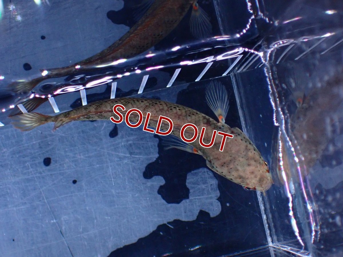 画像9: 【淡水魚】【通販】爆安 ブルームーンギャラクシースネークヘッド レッドタイプ ビップリ【個体販売】(±9cm)(生体)(熱帯魚)NKO (9)