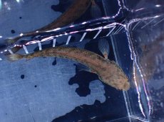 画像9: 【淡水魚】【通販】No2 ブルームーンギャラクシースネークヘッド レッドタイプ ビップリ【個体販売】(±9cm)(生体)(熱帯魚)NKO (9)