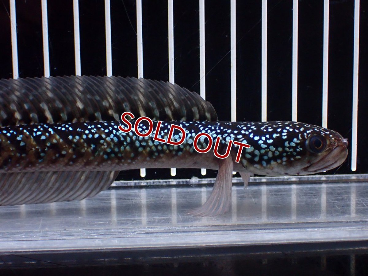画像2: 【淡水魚】【通販】激レア No1 藍天目(Blue tenmoku)【個体販売】(±16cm)(大型魚・スネークヘッド)(生体)(熱帯魚)NKO (2)