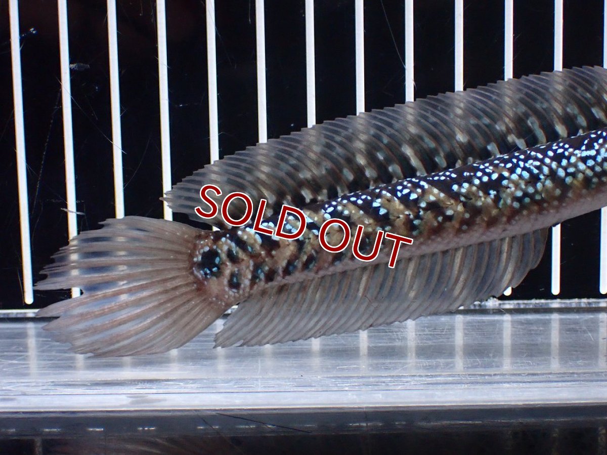 画像3: 【淡水魚】【通販】激レア No1 藍天目(Blue tenmoku)【個体販売】(±16cm)(大型魚・スネークヘッド)(生体)(熱帯魚)NKO (3)