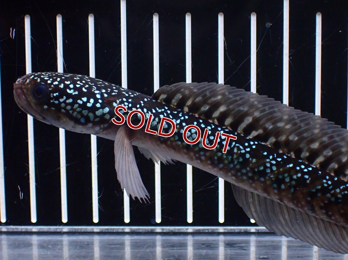 画像5: 【淡水魚】【通販】激レア No1 藍天目(Blue tenmoku)【個体販売】(±16cm)(大型魚・スネークヘッド)(生体)(熱帯魚)NKO (5)