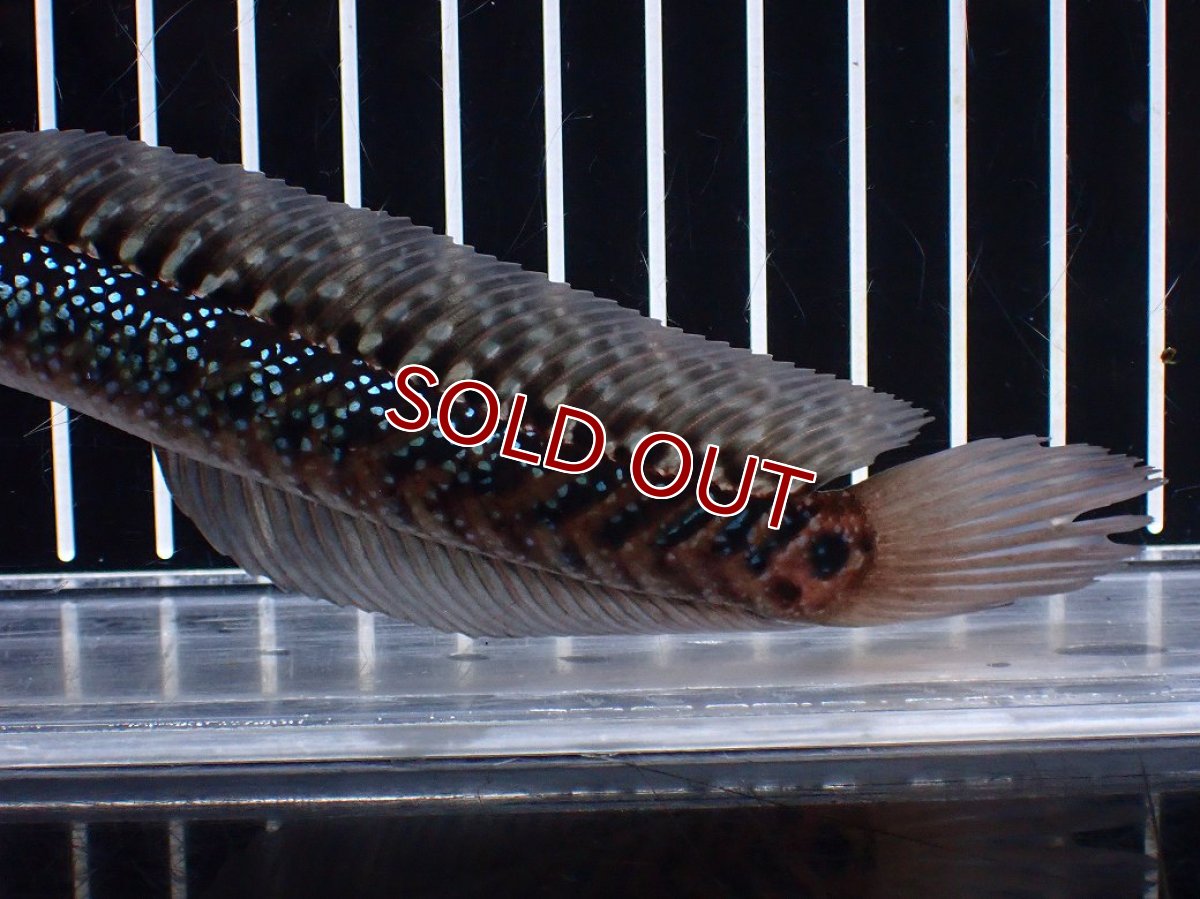 画像6: 【淡水魚】【通販】激レア No1 藍天目(Blue tenmoku)【個体販売】(±16cm)(大型魚・スネークヘッド)(生体)(熱帯魚)NKO (6)