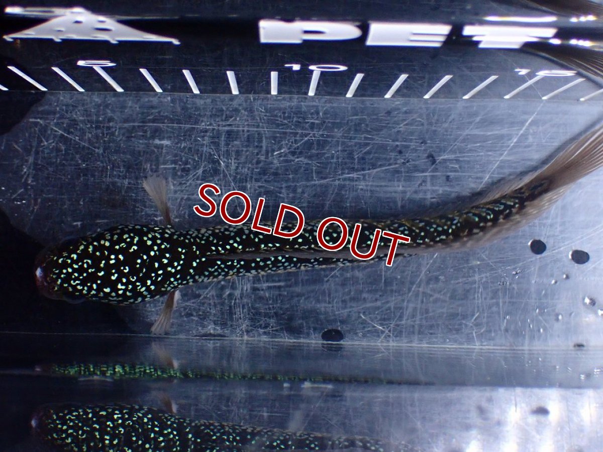 画像7: 【淡水魚】【通販】激レア No1 藍天目(Blue tenmoku)【個体販売】(±16cm)(大型魚・スネークヘッド)(生体)(熱帯魚)NKO (7)