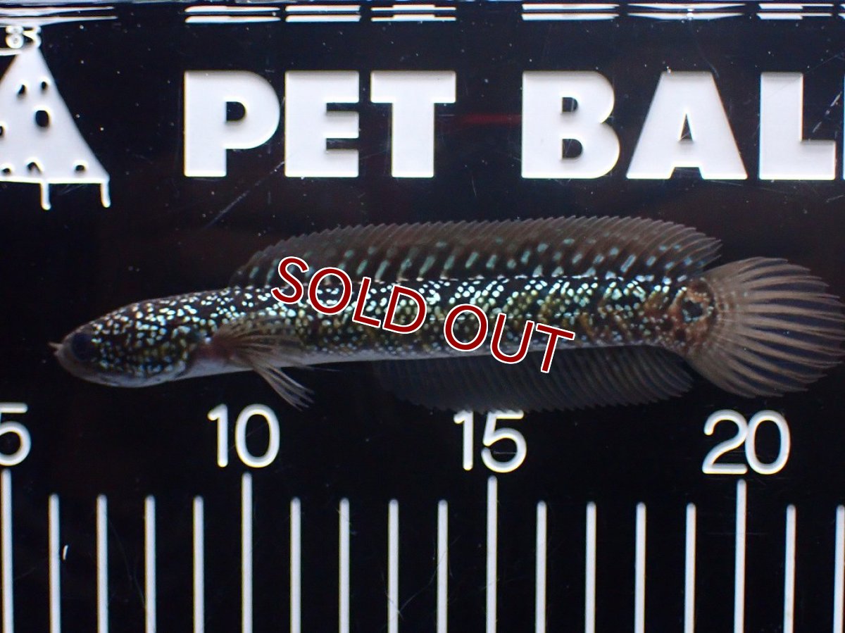 画像1: 【淡水魚】【通販】爆安 激レア No2 藍天目(Blue tenmoku)【個体販売】(±15cm)(生体)(熱帯魚)NKO (1)