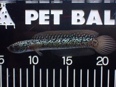 画像1: 【淡水魚】【通販】爆安 激レア No2 藍天目(Blue tenmoku)【個体販売】(±15cm)(生体)(熱帯魚)NKO (1)