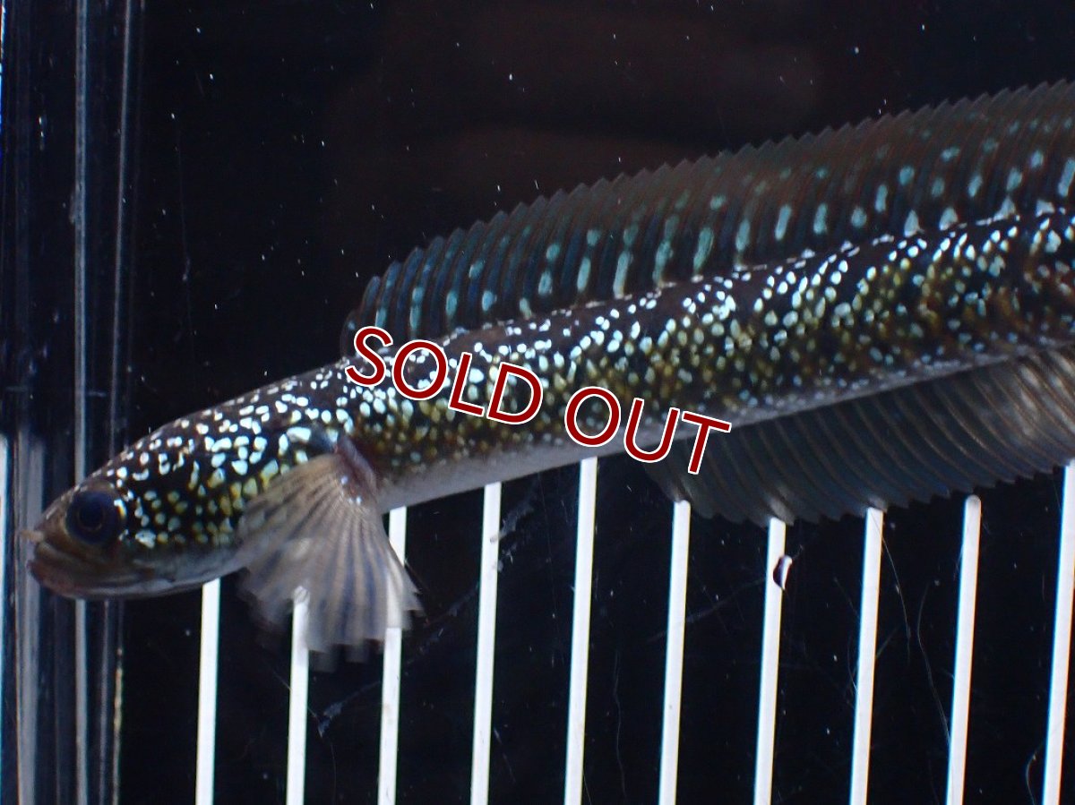 画像2: 【淡水魚】【通販】爆安 激レア No2 藍天目(Blue tenmoku)【個体販売】(±15cm)(生体)(熱帯魚)NKO (2)