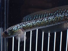 画像2: 【淡水魚】【通販】爆安 激レア No2 藍天目(Blue tenmoku)【個体販売】(±15cm)(生体)(熱帯魚)NKO (2)