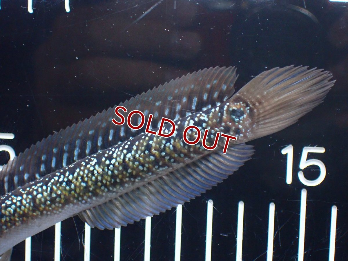 画像3: 【淡水魚】【通販】爆安 激レア No2 藍天目(Blue tenmoku)【個体販売】(±15cm)(生体)(熱帯魚)NKO (3)