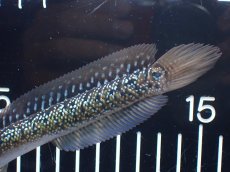 画像3: 【淡水魚】【通販】爆安 激レア No2 藍天目(Blue tenmoku)【個体販売】(±15cm)(生体)(熱帯魚)NKO (3)