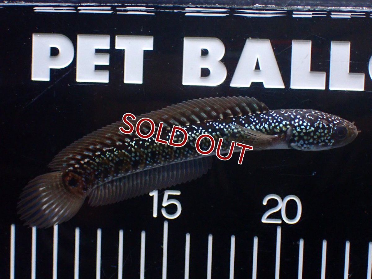 画像4: 【淡水魚】【通販】爆安 激レア No2 藍天目(Blue tenmoku)【個体販売】(±15cm)(生体)(熱帯魚)NKO (4)