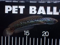 画像4: 【淡水魚】【通販】爆安 激レア No2 藍天目(Blue tenmoku)【個体販売】(±15cm)(生体)(熱帯魚)NKO (4)