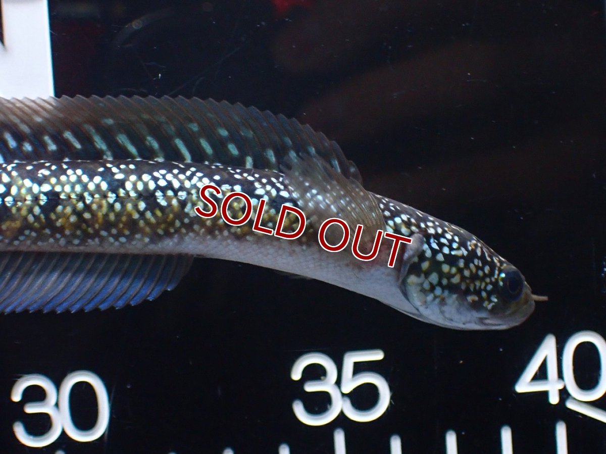 画像5: 【淡水魚】【通販】爆安 激レア No2 藍天目(Blue tenmoku)【個体販売】(±15cm)(生体)(熱帯魚)NKO (5)