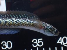 画像5: 【淡水魚】【通販】爆安 激レア No2 藍天目(Blue tenmoku)【個体販売】(±15cm)(生体)(熱帯魚)NKO (5)