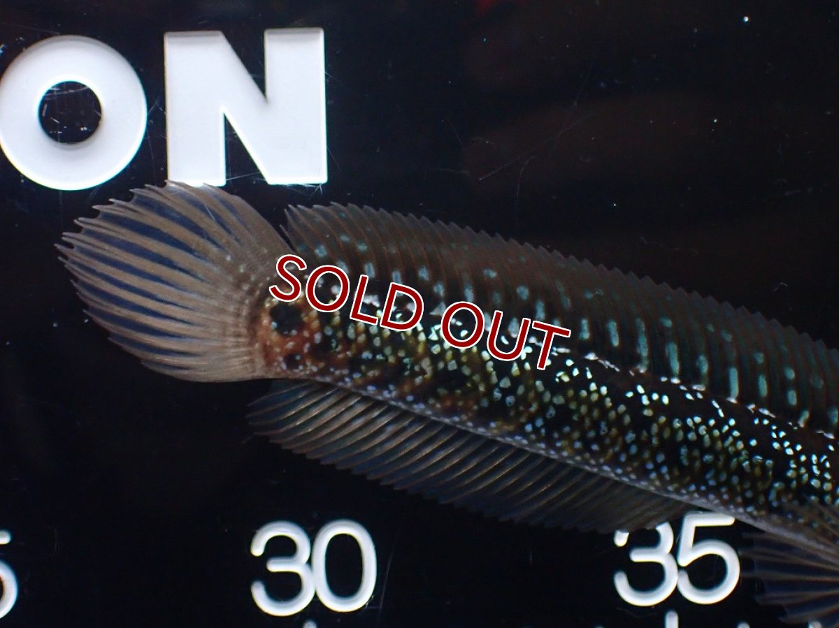 画像6: 【淡水魚】【通販】爆安 激レア No2 藍天目(Blue tenmoku)【個体販売】(±15cm)(生体)(熱帯魚)NKO (6)