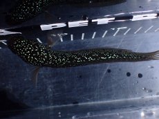 画像7: 【淡水魚】【通販】爆安 激レア No2 藍天目(Blue tenmoku)【個体販売】(±15cm)(生体)(熱帯魚)NKO (7)