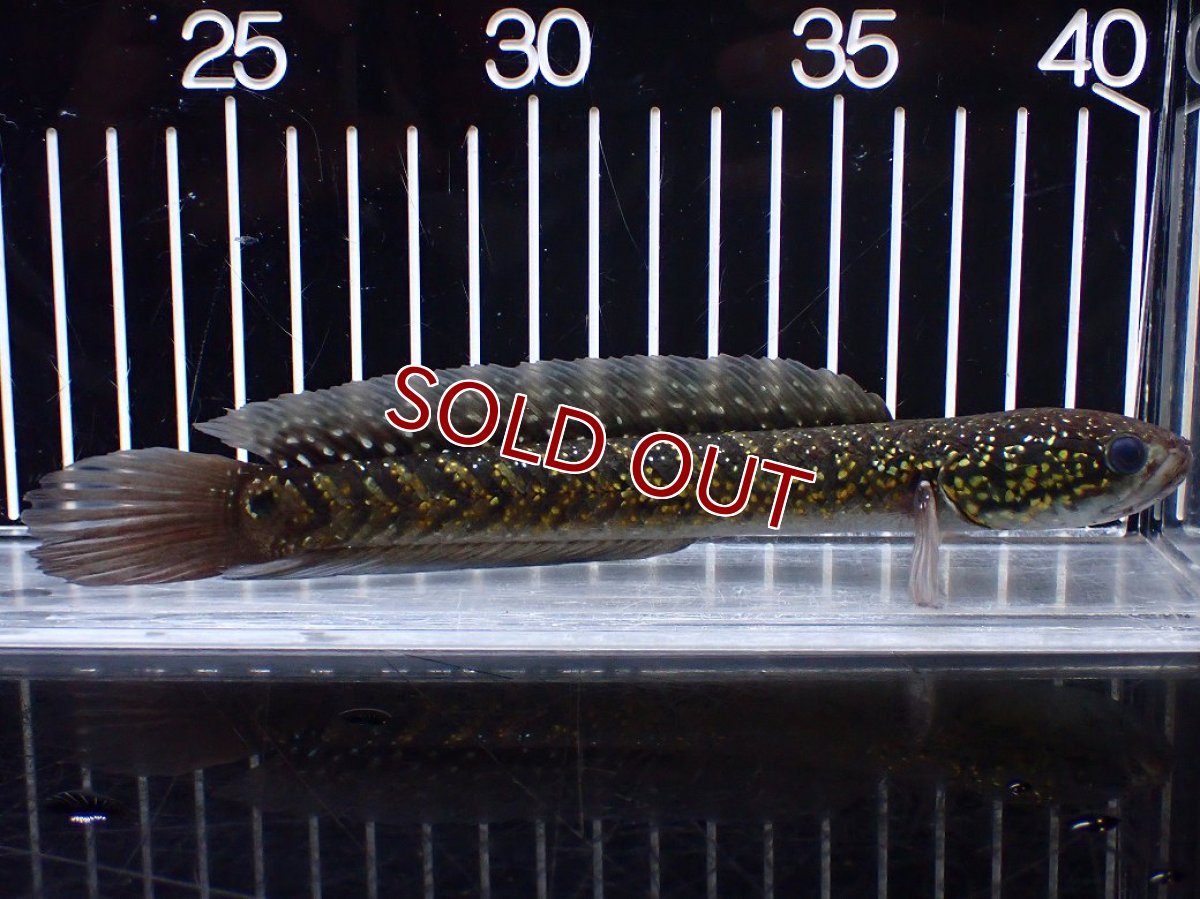 画像1: 【淡水魚】【通販】激レアNo1 吉丁雷龍(Jewel)【個体販売】(±18cm)(大型魚・スネークヘッド)(生体)(熱帯魚)NKO (1)