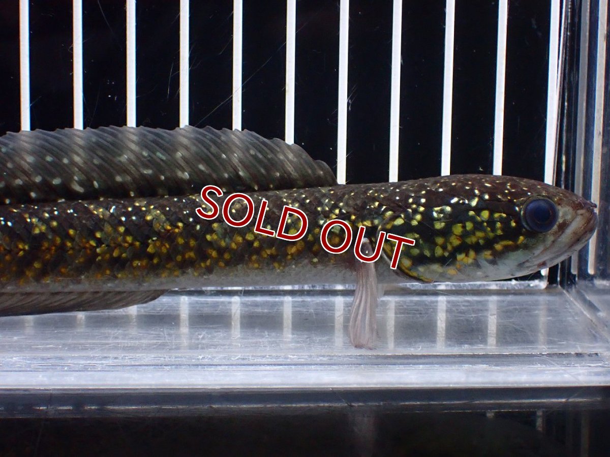 画像2: 【淡水魚】【通販】激レアNo1 吉丁雷龍(Jewel)【個体販売】(±18cm)(大型魚・スネークヘッド)(生体)(熱帯魚)NKO (2)