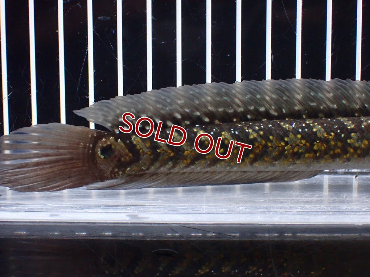 画像3: 【淡水魚】【通販】激レアNo1 吉丁雷龍(Jewel)【個体販売】(±18cm)(大型魚・スネークヘッド)(生体)(熱帯魚)NKO (3)
