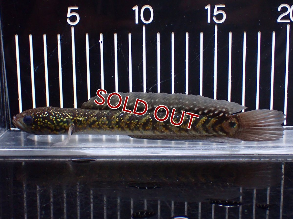 画像4: 【淡水魚】【通販】激レアNo1 吉丁雷龍(Jewel)【個体販売】(±18cm)(大型魚・スネークヘッド)(生体)(熱帯魚)NKO (4)
