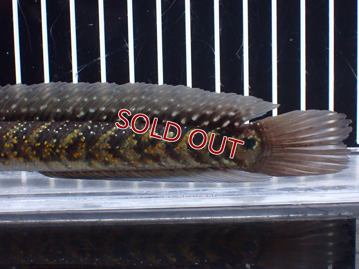 画像6: 【淡水魚】【通販】激レアNo1 吉丁雷龍(Jewel)【個体販売】(±18cm)(大型魚・スネークヘッド)(生体)(熱帯魚)NKO (6)