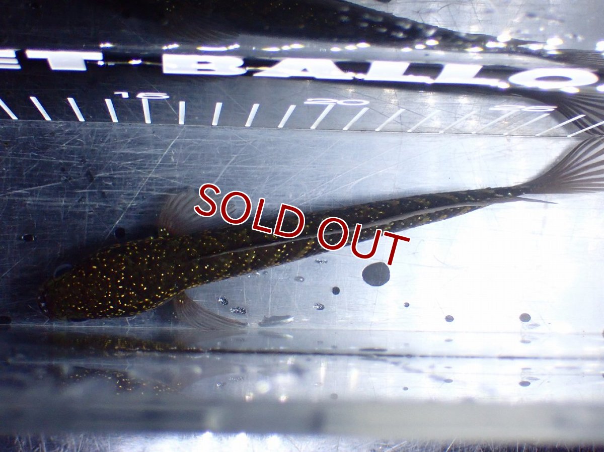 画像7: 【淡水魚】【通販】激レアNo1 吉丁雷龍(Jewel)【個体販売】(±18cm)(大型魚・スネークヘッド)(生体)(熱帯魚)NKO (7)