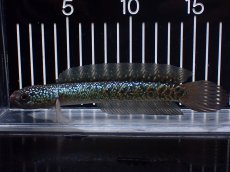 画像1: 【淡水魚】【通販】激レアNo2 吉丁雷龍(Jewel)【個体販売】(±15cm)(大型魚・スネークヘッド)(生体)(熱帯魚)NKO (1)